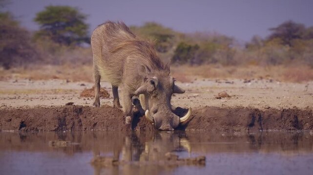 Common Warthog - Phacochoerus africanus  wild member of pig family Suidae found in grassland, savanna, and woodland, warthog pig in savannah in Africa drinking from namibian waterhole in Etosha.