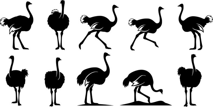 Ostrich silhouettes, Ostrich, Ostrich vector illustration, Ostrich clipart, Ostrich silhouette set