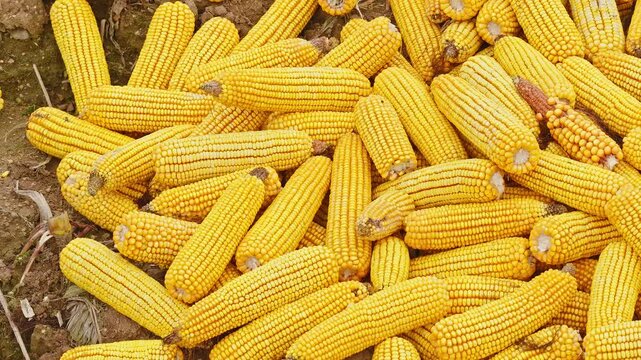 Ripe corn with full fruits