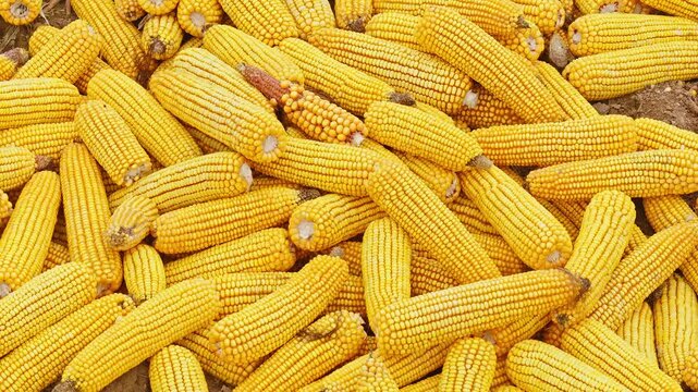 Ripe corn with full fruits