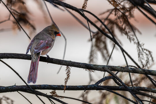 Female northern cardinal perched in a tree.