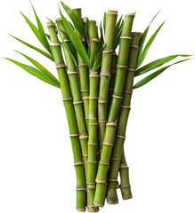 Obraz premium bamboo