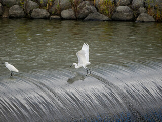 河川のゴム引布製起伏堰で魚を探すコサギ