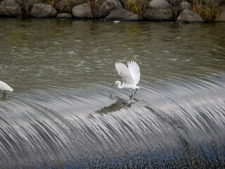 河川のゴム引布製起伏堰で魚を探すコサギ