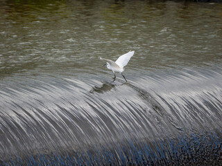 河川のゴム引布製起伏堰で魚を探すコサギ