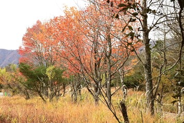 A view of Hakone in late autumn. Hakone, Kanagawa Prefecture, Japan. Many tourists visit Hakone every year to see the autumn leaves.