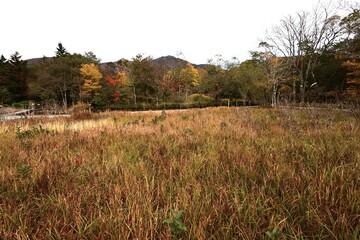A view of Hakone in late autumn. Hakone, Kanagawa Prefecture, Japan. Many tourists visit Hakone every year to see the autumn leaves.
