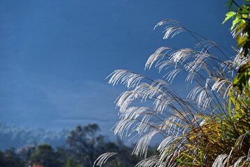 A view of Hakone in late autumn. Hakone, Kanagawa Prefecture, Japan. Many tourists visit Hakone every year to see the autumn leaves.