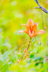 エゾスカシユリ
