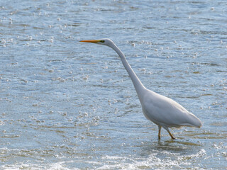 川を歩くダイサギのクローズアップ