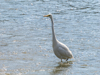 川を歩くダイサギのクローズアップ