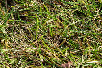 Close-up of Dry and Green Grass Blades