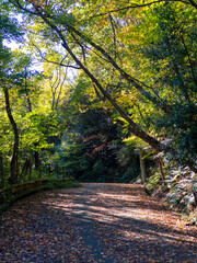 落ち葉が堆積した秋の山道