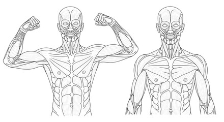 Illustration of two male figures showing muscles and anatomical detail