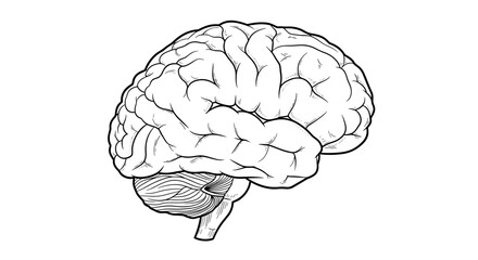 Illustration of a human brain with detailed gyri and sulci anatomy