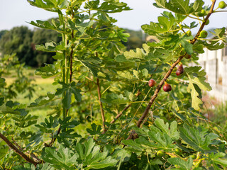実を付けたイチジクの木