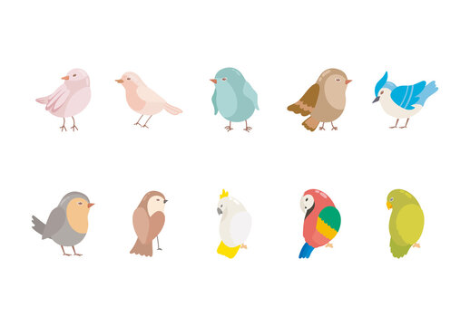Colorful Birds Animals Illustrations Set