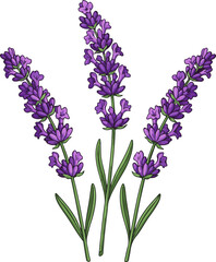 Fototapeta premium Vector Art of Three Lavender Flowers – Ultra Detailed Colorful Botanical Illustration on White Background