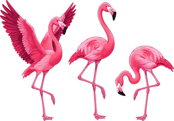 Vector Art of Three Cute Flamingos – Ultra Detailed Colorful Adorable Tropical Bird Illustration on White Background