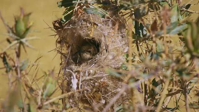 Dusky sunbird Cinnyris fuscus bird in Nectariniidae found in arid savanna, thickets and shrubland in Angola, Botswana, Namibia  and South Africa, small dark sunbird in its nest in the bush.