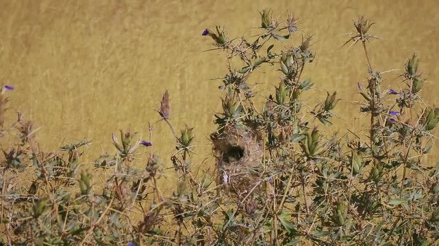 Dusky sunbird Cinnyris fuscus bird in Nectariniidae found in arid savanna, thickets and shrubland in Angola, Botswana, Namibia  and South Africa, small dark sunbird in its nest in the bush.