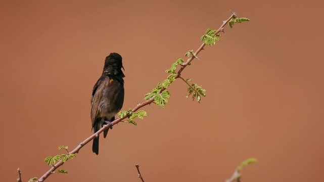 Dusky sunbird Cinnyris fuscus bird in Nectariniidae found in arid savanna, thickets and shrubland in Angola, Botswana, Namibia  and South Africa, small dark sunbird in the bush.