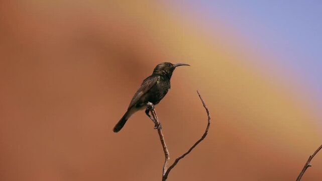 Dusky sunbird Cinnyris fuscus bird in Nectariniidae found in arid savanna, thickets and shrubland in Angola, Botswana, Namibia  and South Africa, small dark sunbird in the bush.
