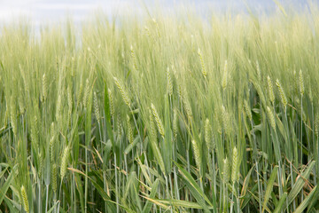 Field of wheat in Argentina before harvest