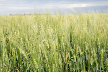 Fototapeta premium Field of wheat in Argentina before harvest