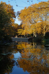 autumn trees reflected in water