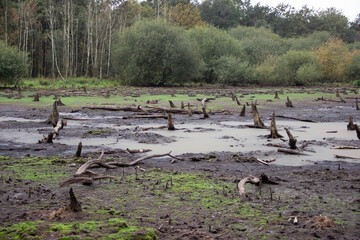 Landscape of a serene wetland area featuring exposed tree stumps, muddy ground, and patches of green moss, creating a tranquil natural environment with reflections in the water