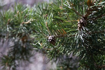Christmas Background - Pinecone Beauty Series