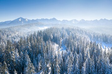 A Snow-Covered Pine Landscape on a Mysterious Hill