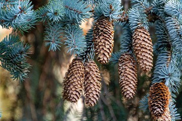 Christmas Background - Pinecone Beauty Series