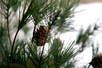 Christmas Background - Pinecone Beauty Series