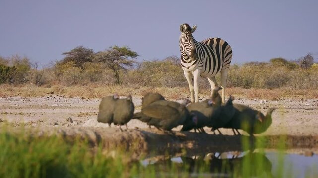 Plains Zebra - Equus quagga formerly Equus burchellii, also common zebra, most common and widespread species of zebra, black and white stripes in savannah, herd at waterhole drinking.