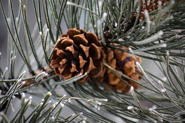 Christmas Background - Pinecone Beauty Series