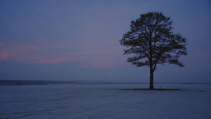 A tree at dusk in winter