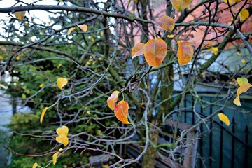 orange tree in autumn