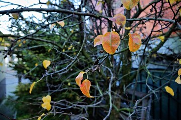autumn in the forest
