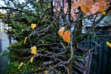 autumn leaves on a tree
