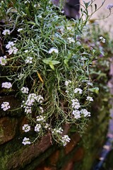 flowers in the garden