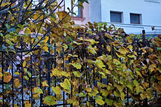 ivy on the wall - Powered by Adobe