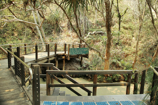 Beautiful Eli Creek on Fraser Island, Queensland, Australia
