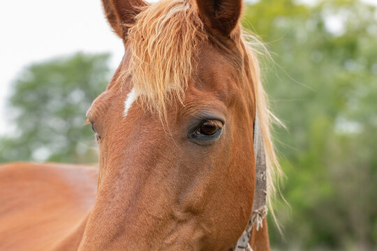 Portrait of a bay horse close-up.Horse eye with long eyelashes.