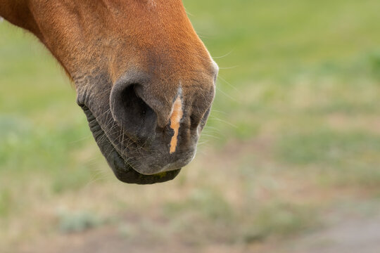 Domestic brown horse muzzle close-up.Horse as a symbol of 2026. - Powered by Adobe