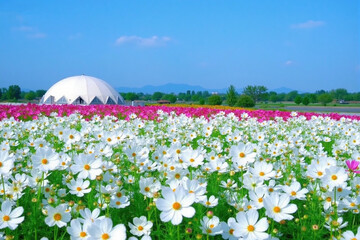 Colorful Flower Field with Dome Structure for Landscape Architecture and Travel Poster