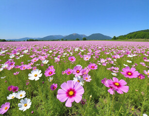 Pink Cosmos Flower Field with Distant Mountains for Natural Scenery and Travel Promotion