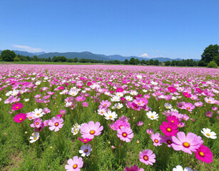 Vast Pink Flower Field for Floral Landscape and Horticulture Design