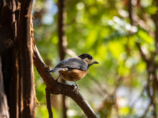 木漏れ日に佇むヤマガラ